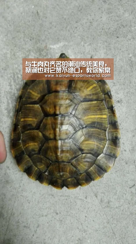 开云篮球